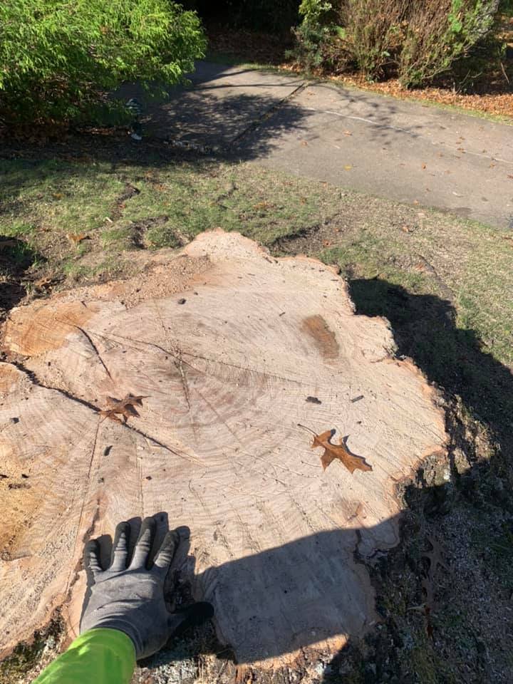 Stump Removal Service in Irwin PA
