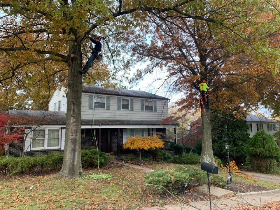 Tree Removal Service in Irwin PA