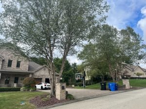 Top Tree Service in Pittsburgh: How to Find the Best